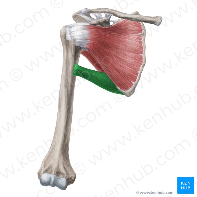 Músculo redondo maior (Musculus teres major); Imagem: Yousun Koh