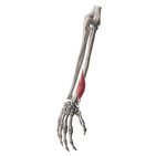 Extensor pollicis brevis muscle
