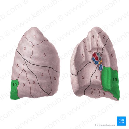 Posterior basal segment of right lung (Segmentum basale posterius pulmonis dextri); Image: Paul Kim