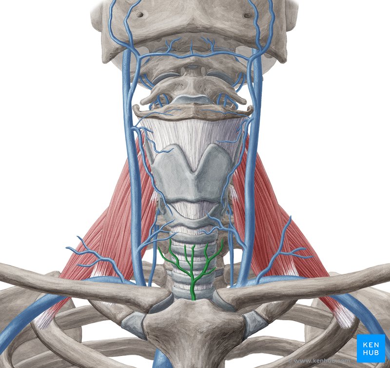 Inferior thyroid veins (Venae thyroideae inferiores)