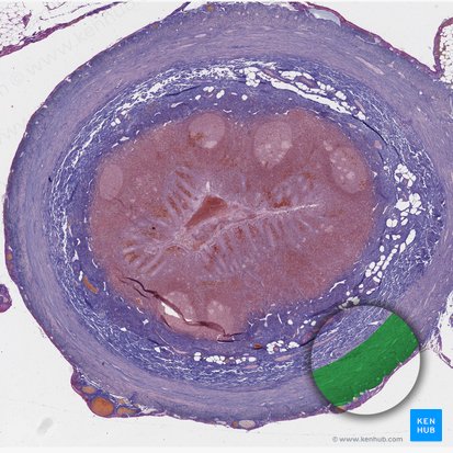 Tunica muscularis; Bild: 