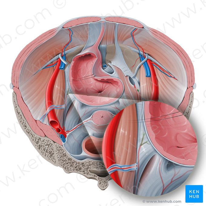 Arteria vesical superior (Arteria vesicalis superior); Imagen: Paul Kim