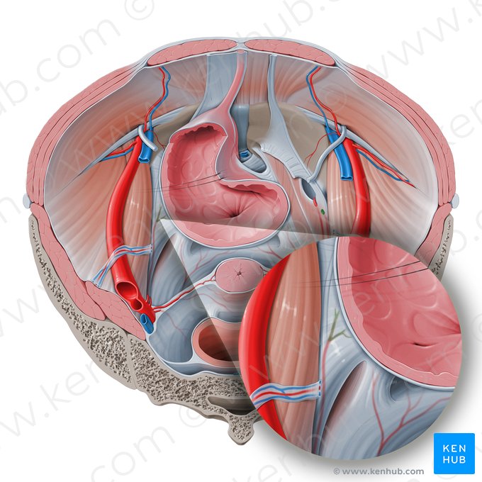 Superior vesical artery (Arteria vesicalis superior); Image: Paul Kim