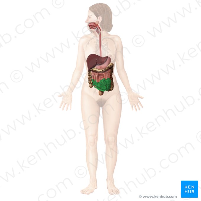 Íleo (Ileum); Imagem: Begoña Rodriguez