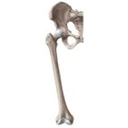 Femur