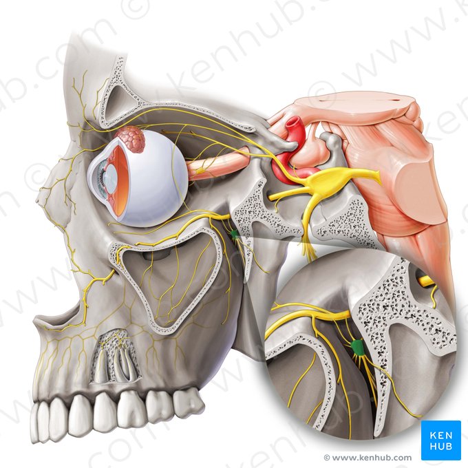 Pterygopalatine ganglion (Ganglion pterygopalatinum); Image: Paul Kim