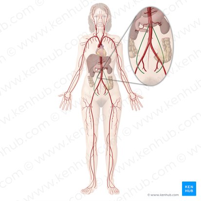 Ovarian artery (Arteria ovarica); Image: Begoña Rodriguez