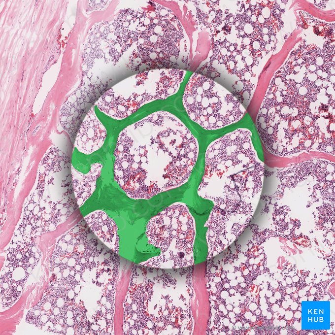 Trabécula ósea (Trabecula ossea); Imagen: 