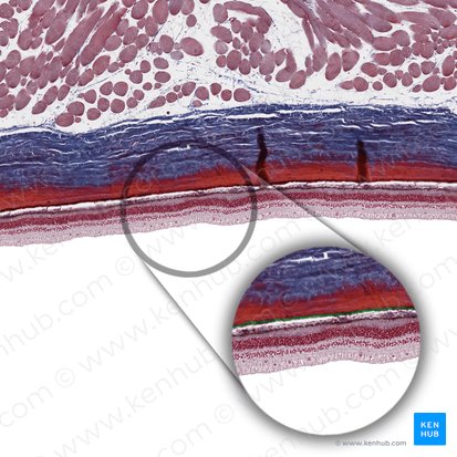 Capa coriocapilar (Lamina choroidocapillaris); Imagen: 