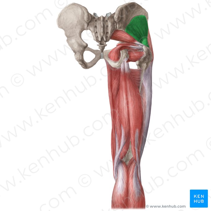 Músculo glúteo menor (Musculus gluteus minimus); Imagen: Liene Znotina