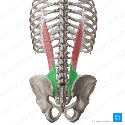 Tendon of iliocostalis lumborum muscle (Tendo musculi iliocostalis lumborum); Image: Yousun Koh