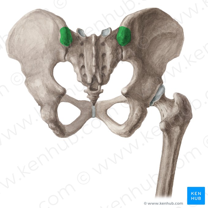 Posterior superior iliac spine (Spina iliaca posterior superior); Image: Liene Znotina