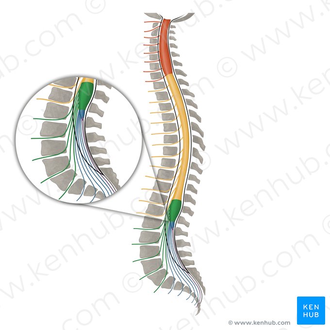 Spinal nerves L1-L5 (Nervi spinales L1-L5); Image: Irina Münstermann