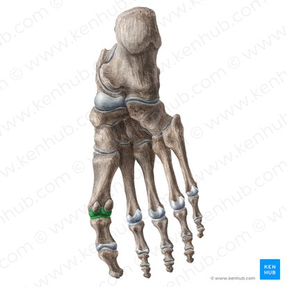 Articulatio metatarsophalangea 1 (Grundgelenk des großen Zehs); Bild: Liene Znotina