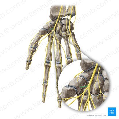 Recurrent branch of median nerve (Ramus recurrens nervi mediani); Image: Yousun Koh