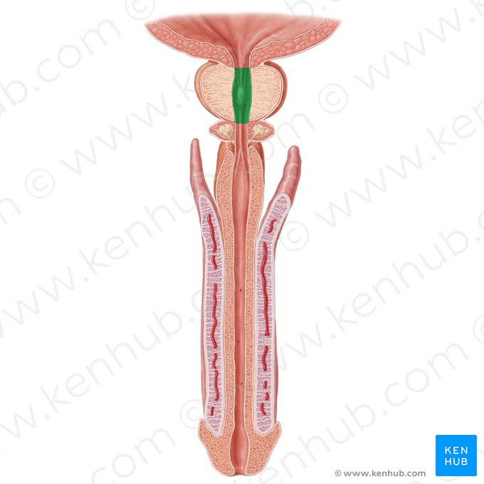 Prostatic part of urethra (Pars prostatica urethrae); Image: Samantha Zimmerman