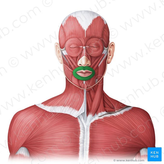 Musculus orbicularis oris (Mundringmuskel); Bild: Irina Münstermann