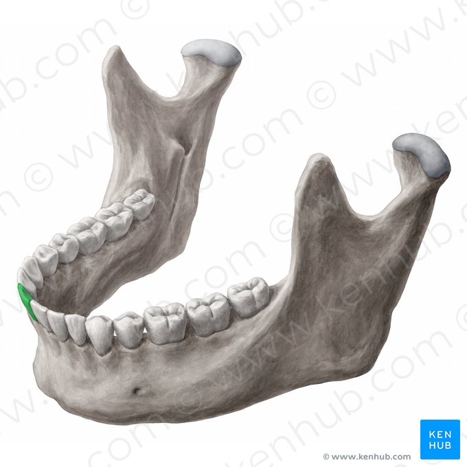 Dens incisivus centralis dexter mandibularis (Rechter unterer mittlerer Schneidezahn); Bild: 