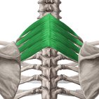 Musculi serrati posteriores