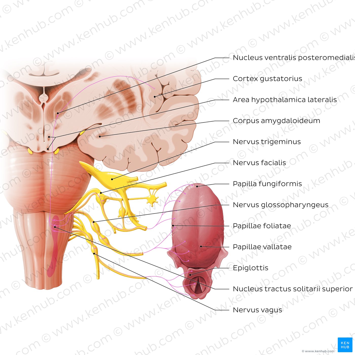 Anatomy of taste pathway (diagram)