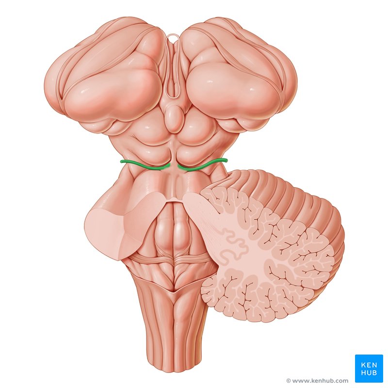 Trochlear nerve - dorsal view