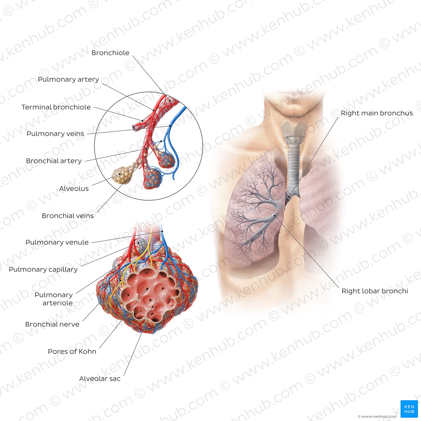 Respiratory system: Anatomy and functions | Kenhub