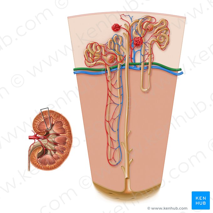 Artéria arqueada do rim (Arteria arcuata renis); Imagem: Paul Kim