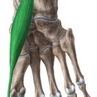 Musculus abductor hallucis