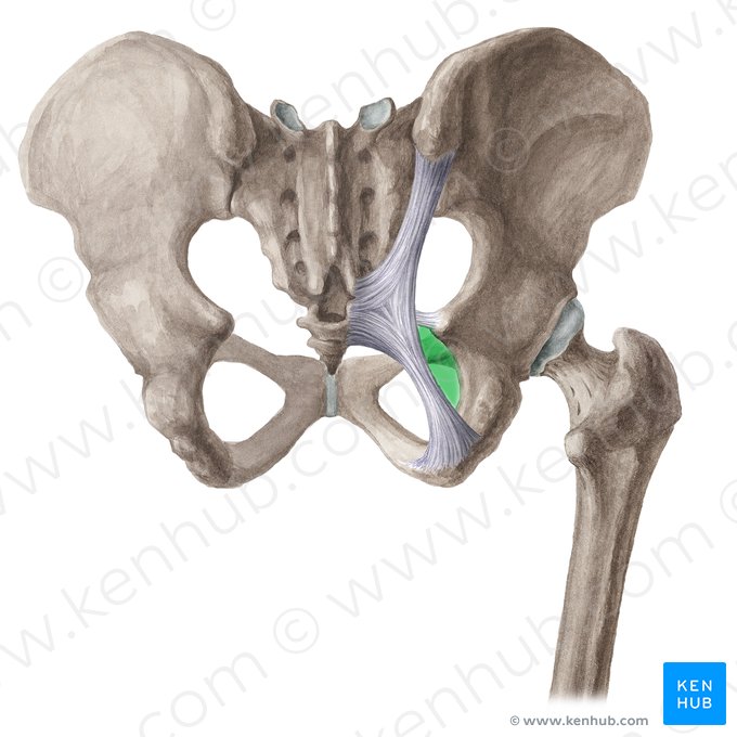 Lesser sciatic foramen (Foramen ischiadicum minus); Image: Liene Znotina