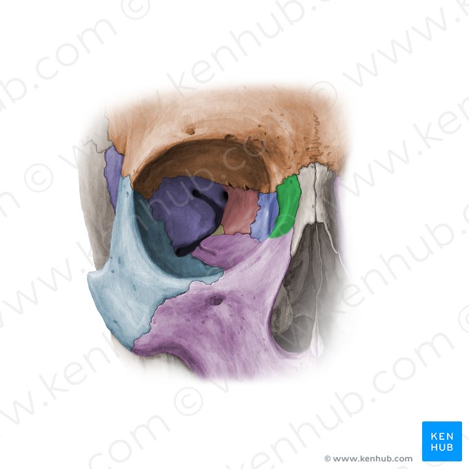 Processus frontalis maxillae (Stirnfortsatz des Oberkieferknochens); Bild: Paul Kim