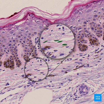 Fibrócito (Fibrocytus); Imagem: 