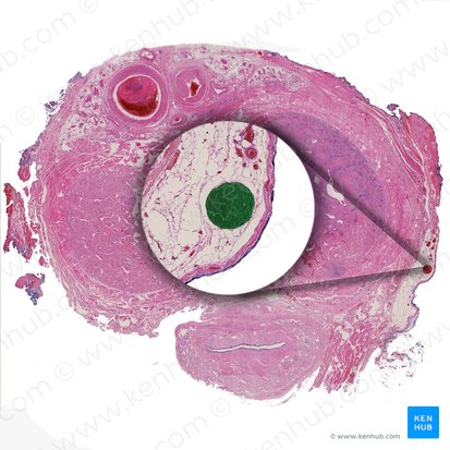 Superficial dorsal vein of penis (Vena dorsalis superficialis penis); Image: 