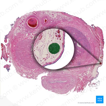 Vena dorsalis superficialis penis (Oberflächliche Rückenvene des Penis); Bild: 