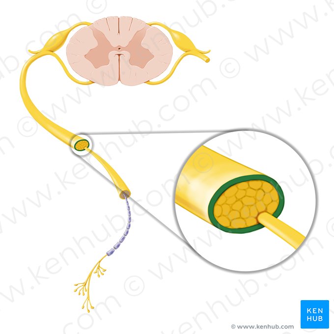 Epineuro (Epineurium); Imagen: Paul Kim