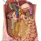 Celiac plexus