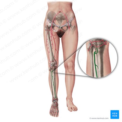 Anterior tibial artery (Arteria tibialis anterior); Image: Paul Kim