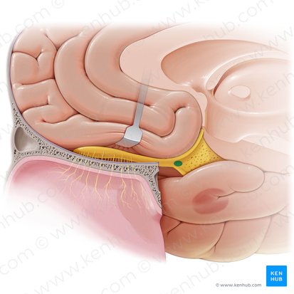 Tubérculo olfatorio (Tuberculum olfactorium); Imagen: Paul Kim