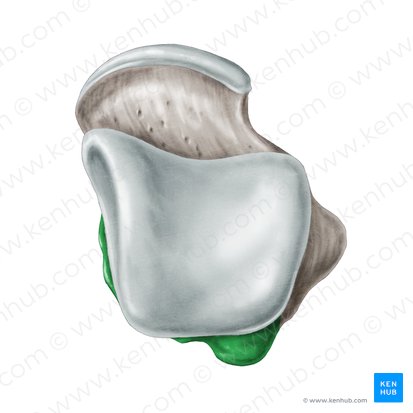 Processus posterior ossis tali (Hinterer Sprungbeinfortsatz); Bild: Samantha Zimmerman