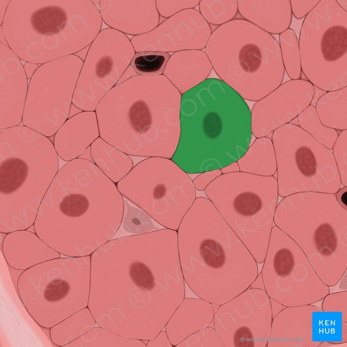 Myocytus levis (Glatte Muskelzelle); Bild: Tal Bavli Ziv