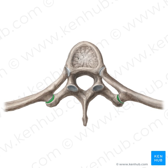 Costal facet of transverse process (Fovea costalis processus transversi); Image: Liene Znotina