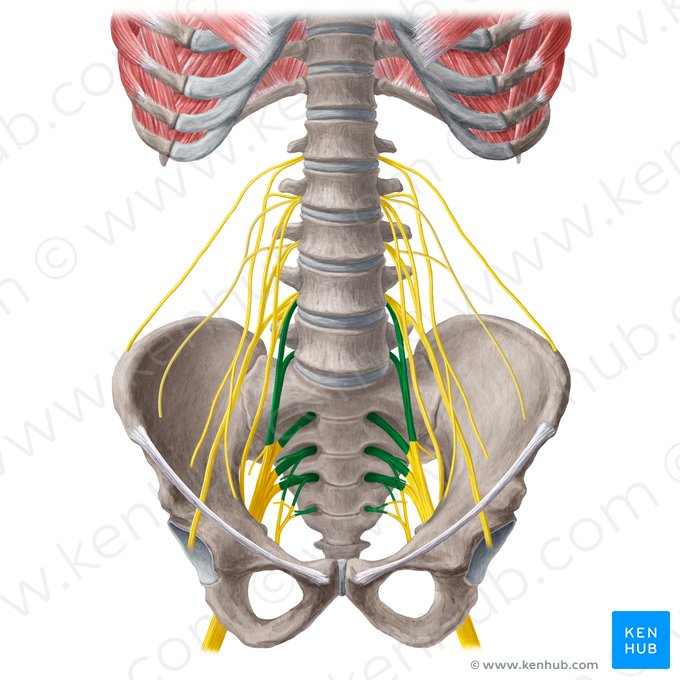 Plexo sacral (Plexus sacralis); Imagem: Yousun Koh