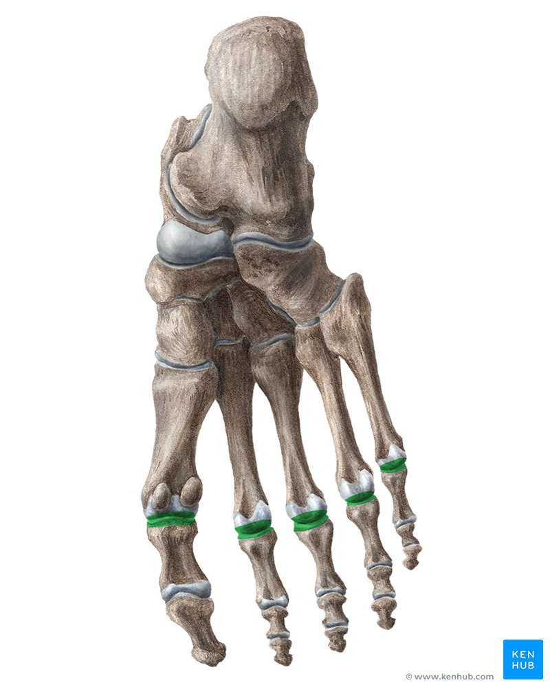 Metatarsophalangeal joint (Articulationes metatarsophalangeale)