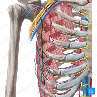 Lateral thoracic artery (Arteria thoracica lateralis); Image: Yousun Koh