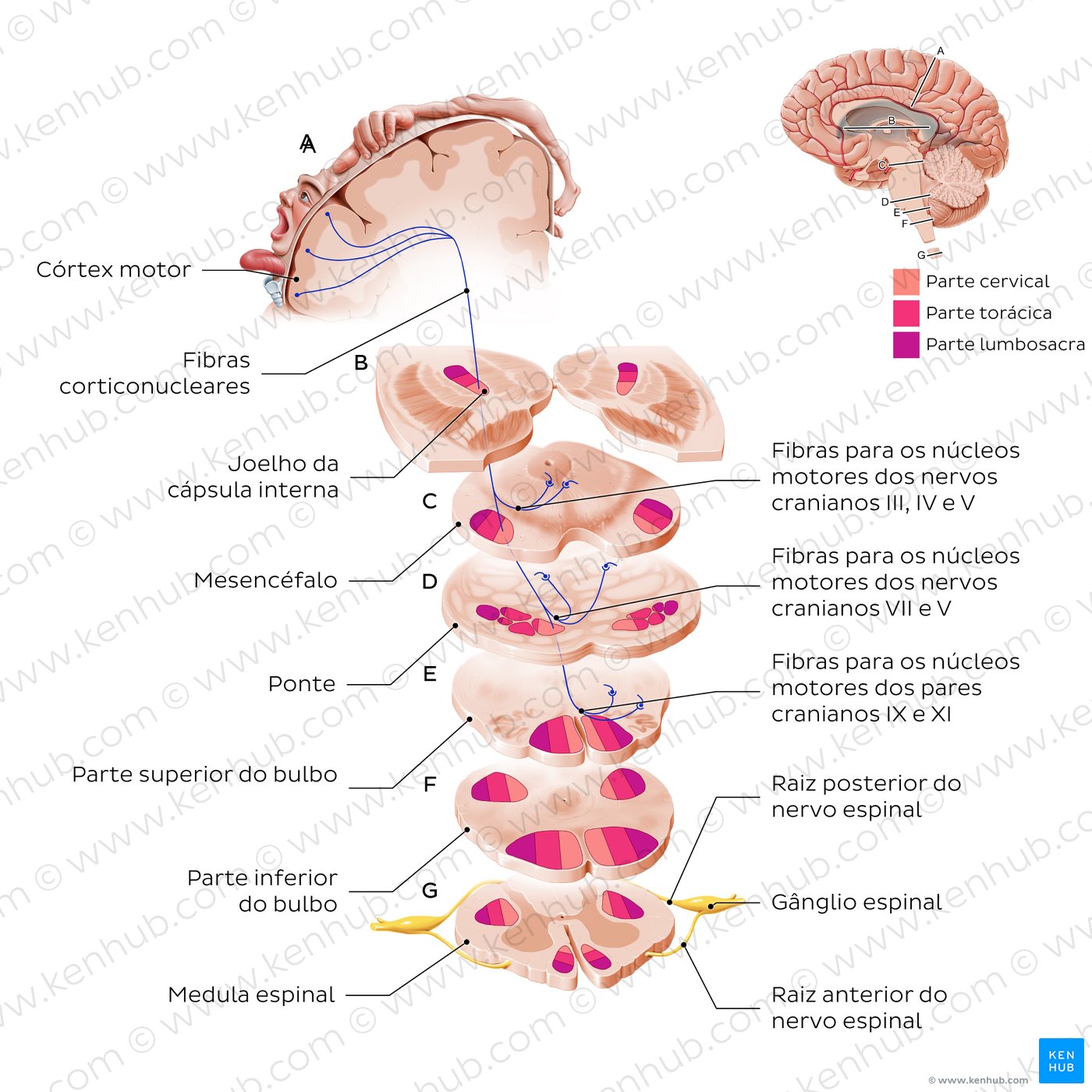 Trato corticonuclear - vista axial