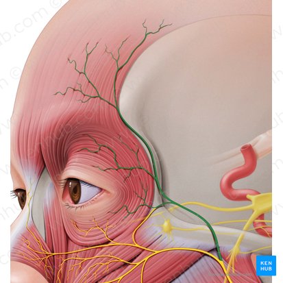 Rami temporales nervi facialis (Schläfenäste des Gesichtsnervs); Bild: Paul Kim