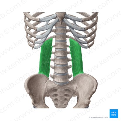 Quadratus lumborum muscle (Musculus quadratus lumborum); Image: Yousun Koh