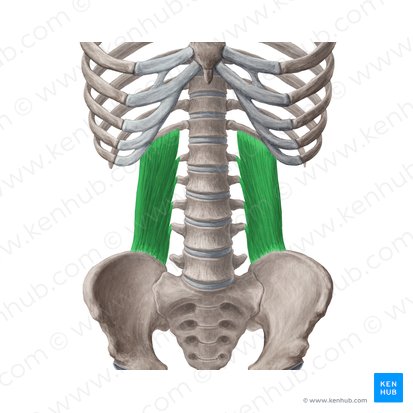 Musculus quadratus lumborum (Viereckiger Lendenmuskel); Bild: Yousun Koh