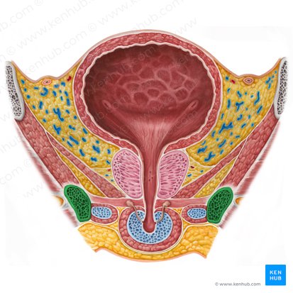 Ramo púbico inferior (Ramus inferior ossis pubis); Imagem: Irina Münstermann