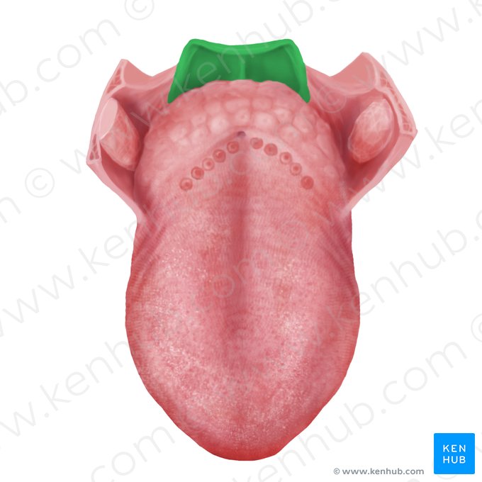 Epiglote (Epiglottis); Imagem: Begoña Rodriguez