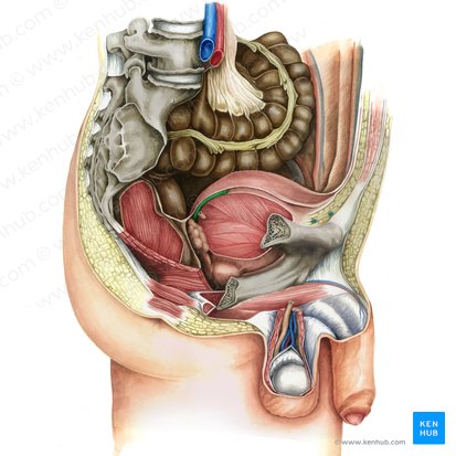 ductus deferens